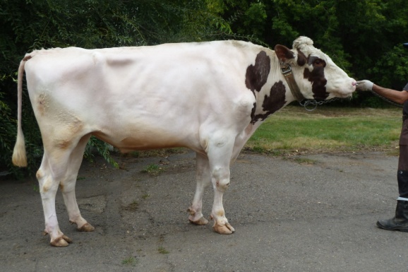 ДЮРАНГО 5442 КСГФ-265